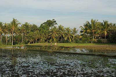 Reisplantage beim Hotels Chedi in Ubud