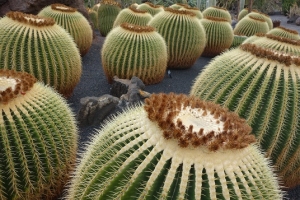  Jardin de Cactus