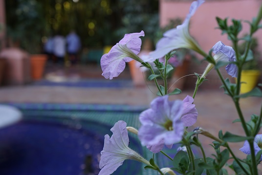 Blog Marrakesch Jardin Majorelle