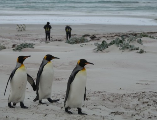Falkland Inseln – Pinguin-Spekakel am Volunteer Point