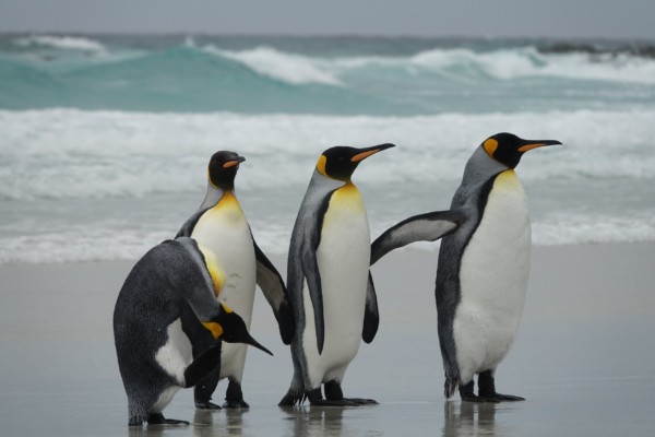 © Barbara Blunschi reisen-lifestyle.ch Falkland – Stolz landen die kleinen Surfer wieder zurück am Volunteer Point Strand. Bahamas Martini