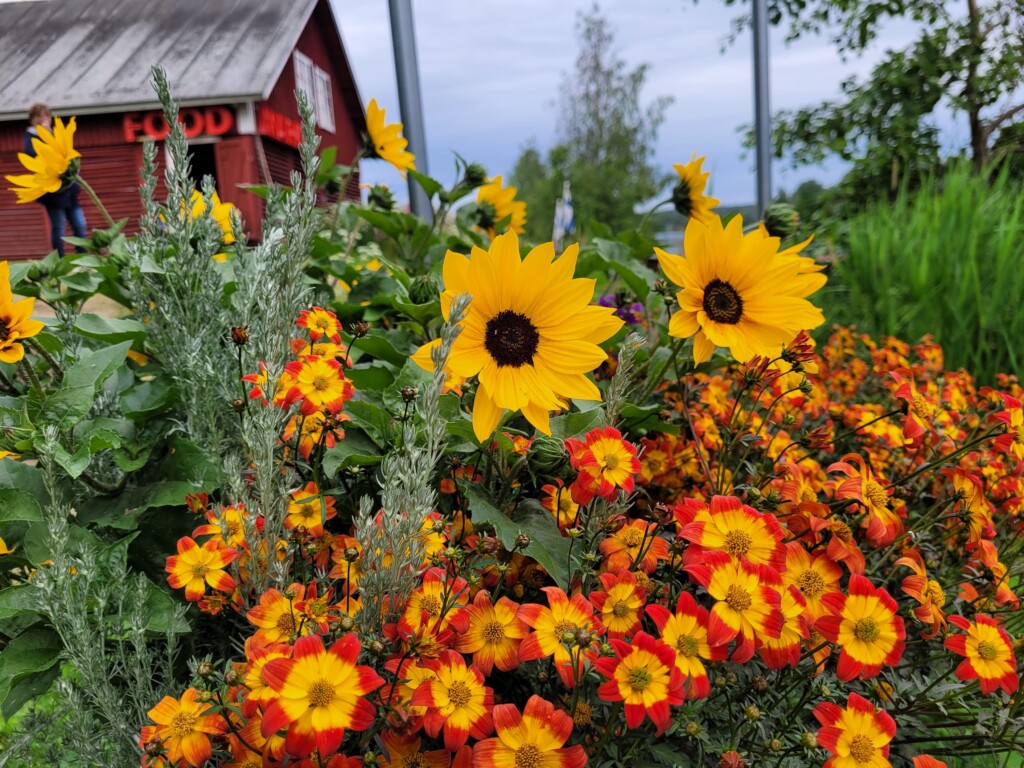 © Barbara Blunschi www.reisen-lifestyle.ch Blütenpracht im sommerlichen Lappland bei Rovaniemi.
