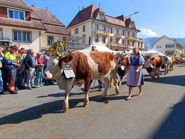 © Barbara Blunschi reisen-lifestyle.ch Festlicher Alpabzug mit geschmücktem Vieh durch das Dorf Plaffeien.
