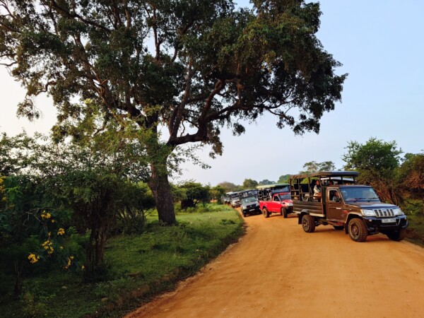 © Barbara Blunschi reisen-lifestyle.ch Sri Lanka Auf Safari im Yala National Park.