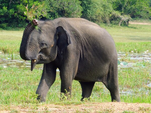 © Barbara Blunschi reisen-lifestyle.ch Sri Lanka Elefanten-Begengung während der Safari im Yala National Park.